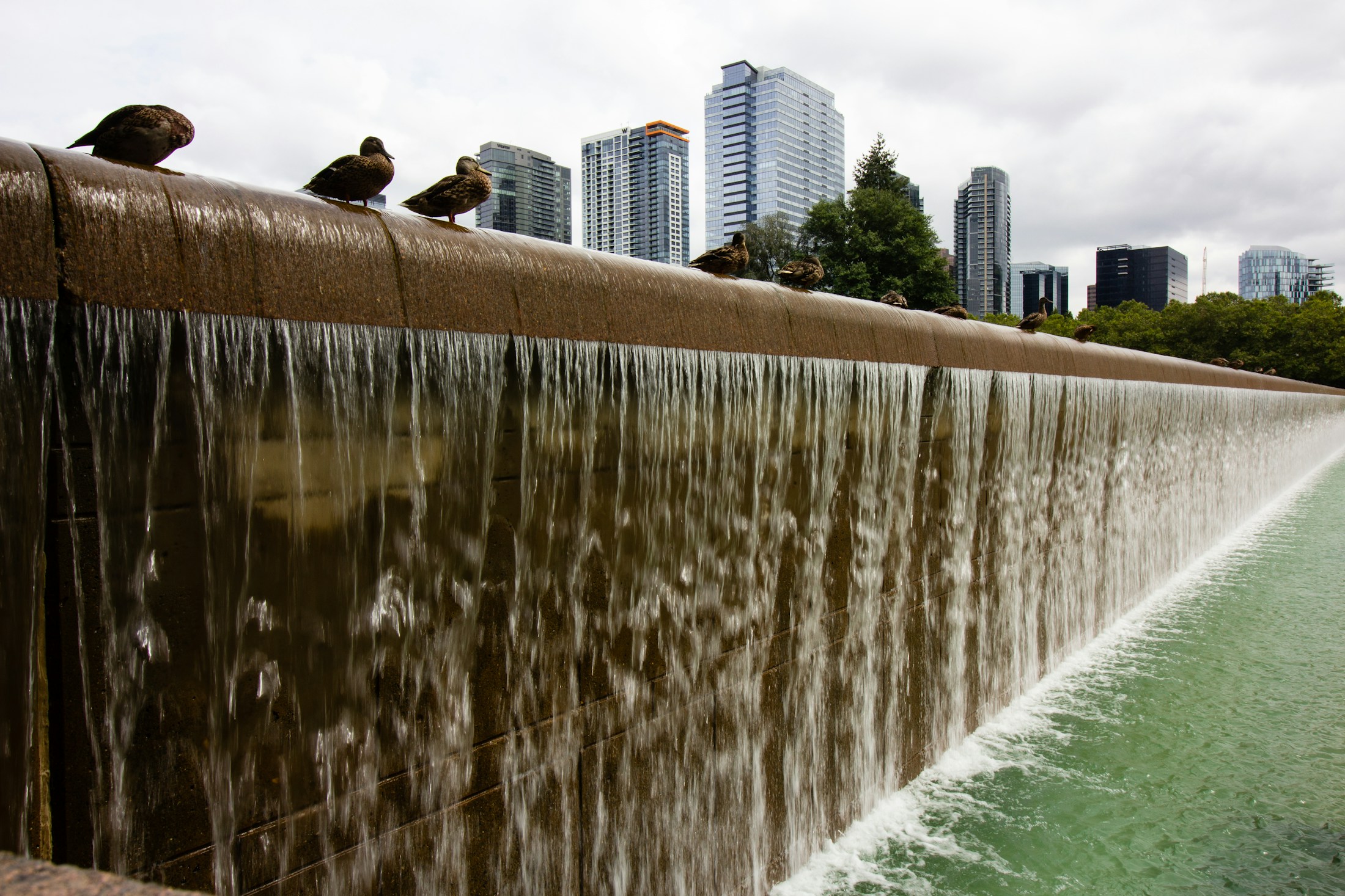 Ducks above the waterfall at Bellevue Downtown Park, with downtown buildings behind them